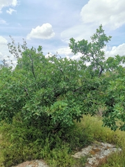 Quercus polymorpha