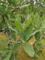 Quercus polymorpha