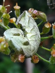 Melanchra persicariae
