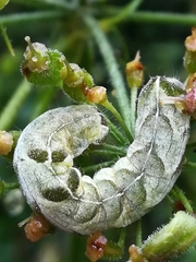 Melanchra persicariae