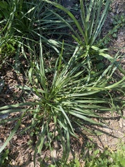 Liatris spicata spicata