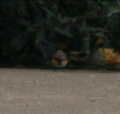 Phoenicurus phoenicurus