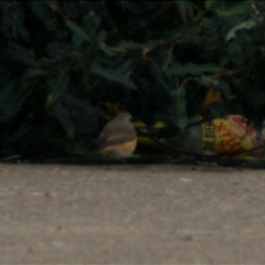 Phoenicurus phoenicurus