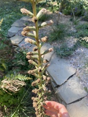 Liatris spicata spicata