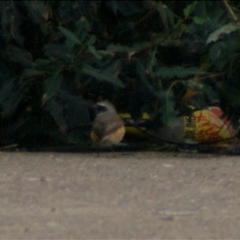 Phoenicurus phoenicurus