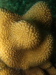 Hydnophora microconos