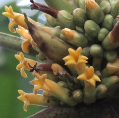 Pentagonia donnell-smithii