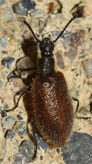 Lagria grenieri