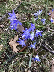Scilla siberica