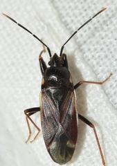 Eremocoris fenestratus