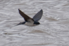 Hirundo dimidiata