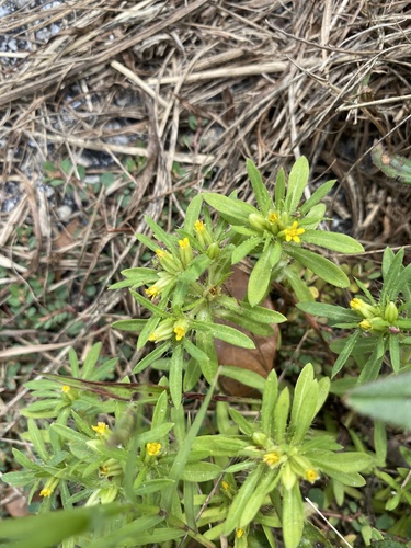 (linked from Pectis prostrata) Pectis image