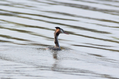 Podiceps cristatus