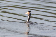 Podiceps cristatus