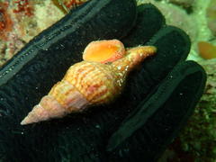 Africofusus ocelliferus