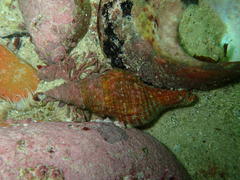 Africofusus ocelliferus