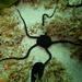 Serpent-skinned Brittle Star - Photo (c) Peter Southwood, some rights reserved (CC BY-SA), uploaded by Peter Southwood