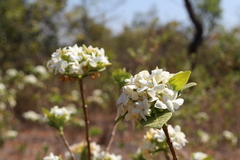 Tabernaemontana solanifolia