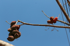 Sterculia striata