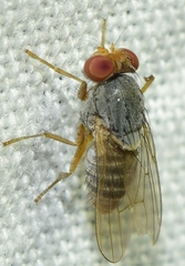 Prosopomyia pallida