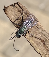 Auplopus architectus