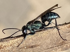 Auplopus architectus