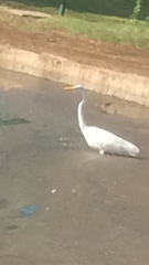 Ardea alba