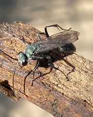 Auplopus architectus