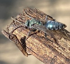 Auplopus architectus