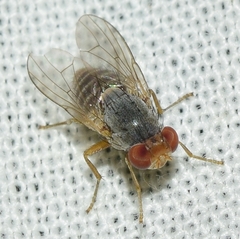 Prosopomyia pallida