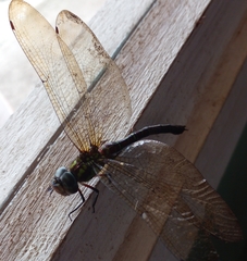 Rhionaeschna psilus
