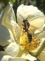 Polistes dominula