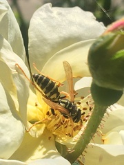 Polistes dominula