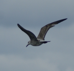 Larus argentatus
