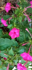 Mirabilis jalapa