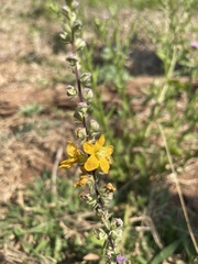 Alectra orobanchoides