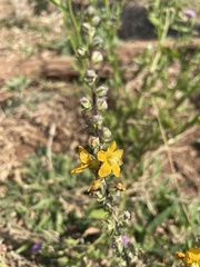 Alectra orobanchoides