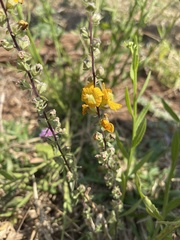 Alectra orobanchoides