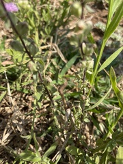 Alectra orobanchoides