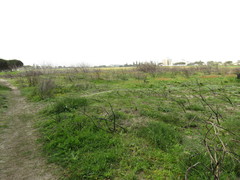 Aspalathus hispida hispida