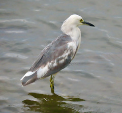 Egretta caerulea × thula