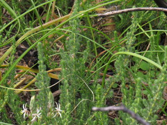 Aspalathus hispida hispida