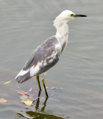 Egretta caerulea × thula