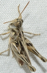 Dociostaurus jagoi occidentalis