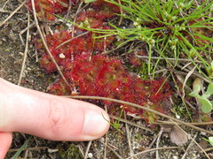 Drosera trinervia