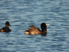 Heteronetta atricapilla