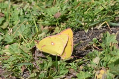 Colias fieldii