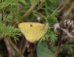 Colias fieldii fieldii