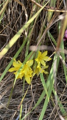 Sisyrinchium densiflorum