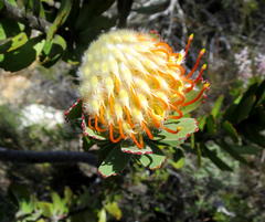 Leucospermum pluridens